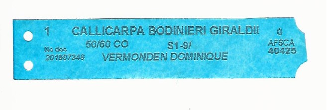 Callicarpa Bodinieri Giraldii 0001.jpg